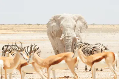 Parque Nacional Etosha