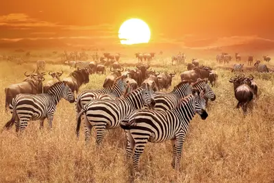 Serengeti