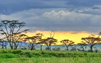 Serengeti