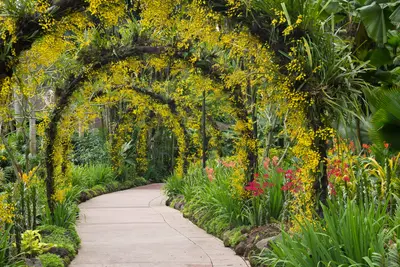 Singapur: Jardín de orquídeas en el Botánico 