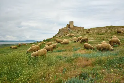 Tulcea
