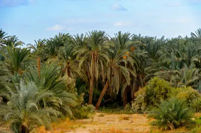 Wadi El Guedid