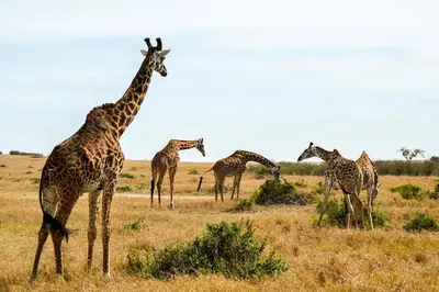 Masai Mara<i>  by Diegobueno</i>