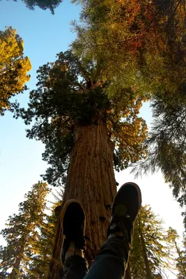 Sequoia National Park<i>  by Elytabeth</i>