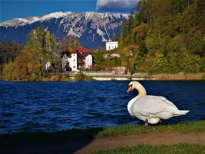 Bled<i>  by Silgra</i>